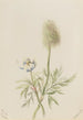Pulsatilla occidentalis - Mary Vaux Walcott — Ansicht des Kunstwerks