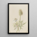 Pulsatilla occidentalis - Mary Vaux Walcott — gerahmtes Bild an der Wand