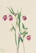 Lanterne féerique violette Calochortus anoenum - Mary Vaux Walcott — Ansicht des Kunstwerks