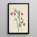 Lanterne féerique violette Calochortus anoenum - Mary Vaux Walcott — gerahmtes Bild an der Wand