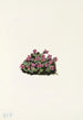 Saxifrage pourpre Saxifraga oppositifolia - Mary Vaux Walcott — Ansicht des Kunstwerks