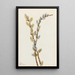 Saule discolore - Mary Vaux Walcott — gerahmtes Bild an der Wand