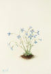Houstonie bleue - Mary Vaux Walcott — Ansicht des Kunstwerks