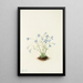 Houstonie bleue - Mary Vaux Walcott — gerahmtes Bild an der Wand