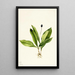 Clintonia uniflore - Mary Vaux Walcott — gerahmtes Bild an der Wand
