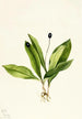Clintonia uniflore - Mary Vaux Walcott — Ansicht des Kunstwerks