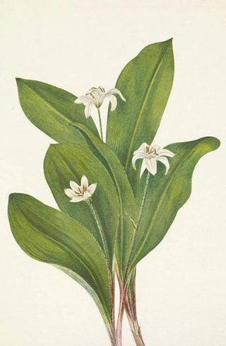 Mary Vaux Walcott - Queencup flower Clintonia uniflora.webp