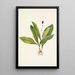 Frucht der Clintonia uniflore - Mary Vaux Walcott — gerahmtes Bild an der Wand