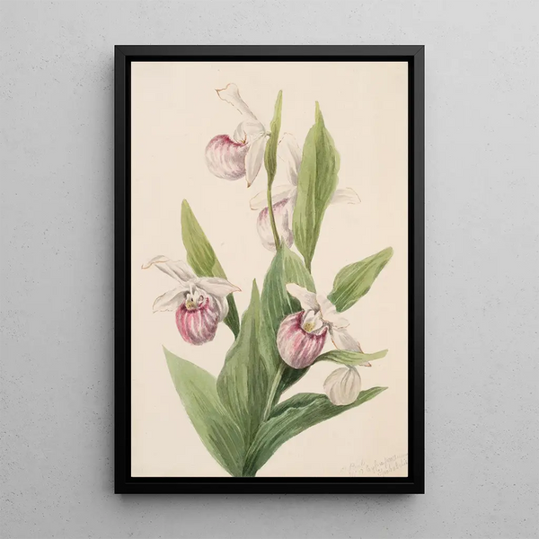 Mary Vaux Walcott - Queens Slipper Cypripedium reginae.webp