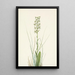 Orchis lacéré - Mary Vaux Walcott — gerahmtes Bild an der Wand