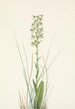 Orchis lacéré - Mary Vaux Walcott — Ansicht des Kunstwerks