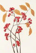 Frucht der roten Aroniabeere - Mary Vaux Walcott — Ansicht des Kunstwerks