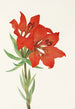 Lys rouge - Mary Vaux Walcott — Ansicht des Kunstwerks