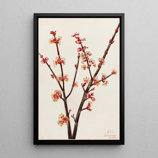 Mary Vaux Walcott - Red Maple Acer rubrum.webp