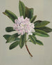 Rhododendron Rhododendron maximum - Mary Vaux Walcott — Ansicht des Kunstwerks