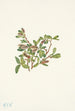 Saule des rochers Salix petrophila - Mary Vaux Walcott — Ansicht des Kunstwerks
