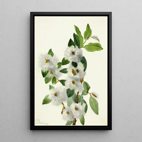 Mary Vaux Walcott - Rock Willow Salix vestita.webp