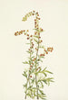 Armoise des rochers Artemisia discolor - Mary Vaux Walcott — Ansicht des Kunstwerks