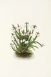 Cassiope der Rocky Mountains Cassiope mertensiana - Mary Vaux Walcott — Ansicht des Kunstwerks