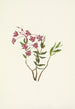 Kalmia des Kalmia microphylla der Rocky Mountains - Mary Vaux Walcott — Ansicht des Kunstwerks