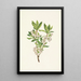 Rhododendron der Rocky Mountains Rhododendron albiflorum - Mary Vaux Walcott — gerahmtes Bild an der Wand
