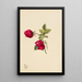 Rose - Mary Vaux Walcott — gerahmtes Bild an der Wand