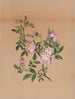 Rose mauve Hibiscus moscheutos - Mary Vaux Walcott — Ansicht des Kunstwerks