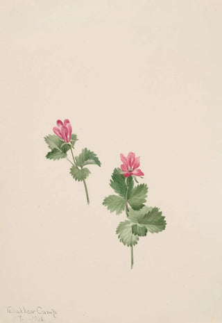 Mary Vaux Walcott - Rubus articus.webp