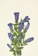 Gentiane à collerette Gentiana calycosa - Mary Vaux Walcott — Ansicht des Kunstwerks