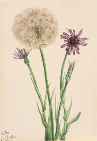 Mary Vaux Walcott - Salsify Tragopogon porrifolius.webp
