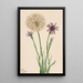 Salsifis Tragopogon porrifolius - Mary Vaux Walcott — gerahmtes Bild an der Wand