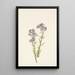 Phacélie des sables Phacelia linearis - Mary Vaux Walcott — gerahmtes Bild an der Wand