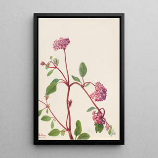 Mary Vaux Walcott - Sand Verbena Abronia umbellata.webp
