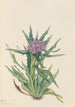 Saussurée Saussurea densa - Mary Vaux Walcott — Ansicht des Kunstwerks