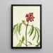 Sureau écarlate Sambucus pubens - Mary Vaux Walcott — gerahmtes Bild an der Wand