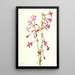 Gilia écarlate Gilia aggregata - Mary Vaux Walcott — gerahmtes Bild an der Wand