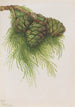 Sequoia gigantea Sequoia gigantea - Mary Vaux Walcott — Ansicht des Kunstwerks