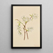 Amélanchier oblongifolia - Mary Vaux Walcott — gerahmtes Bild an der Wand