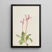 Dodecatheon hendersonii - Mary Vaux Walcott — gerahmtes Bild an der Wand
