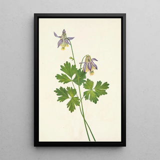 Mary Vaux Walcott - Shortspur Columbine Aquilegia brevistyla.webp