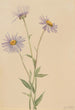 Vergerette salsuginosus - Mary Vaux Walcott — Ansicht des Kunstwerks