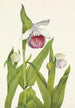 Sabot de la Vierge Cypripedium reginae - Mary Vaux Walcott — Ansicht des Kunstwerks