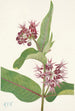 Asclépiade speciosa - Mary Vaux Walcott — Ansicht des Kunstwerks