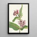Asclépiade speciosa - Mary Vaux Walcott — gerahmtes Bild an der Wand