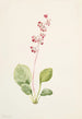 Pyrole asarifolia - Mary Vaux Walcott — Ansicht des Kunstwerks