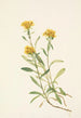 Solidage ciliosa - Mary Vaux Walcott — Ansicht des Kunstwerks