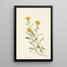Solidage ciliosa - Mary Vaux Walcott — gerahmtes Bild an der Wand
