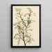 Chalef argenté Elaeagnus commutata - Mary Vaux Walcott — gerahmtes Bild an der Wand