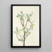 Fleur de chalef argenté Elaeagnus commutata - Mary Vaux Walcott — gerahmtes Bild an der Wand