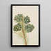 Pin à une feuille Pinus monophylla - Mary Vaux Walcott — gerahmtes Bild an der Wand